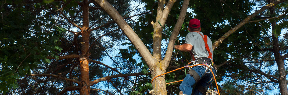Tree Trimming